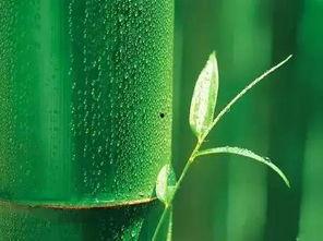 竹子芋泥爆料视频,揭秘网红美食背后的制作奥秘